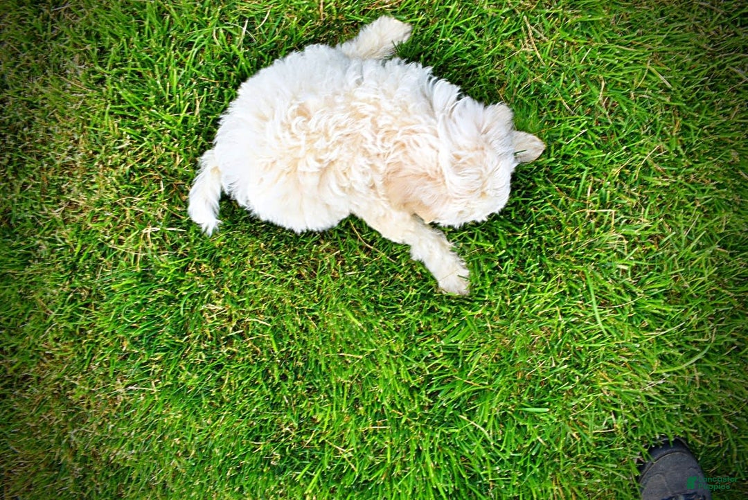 Havapoo dogs for sale: Valentino - Image 5