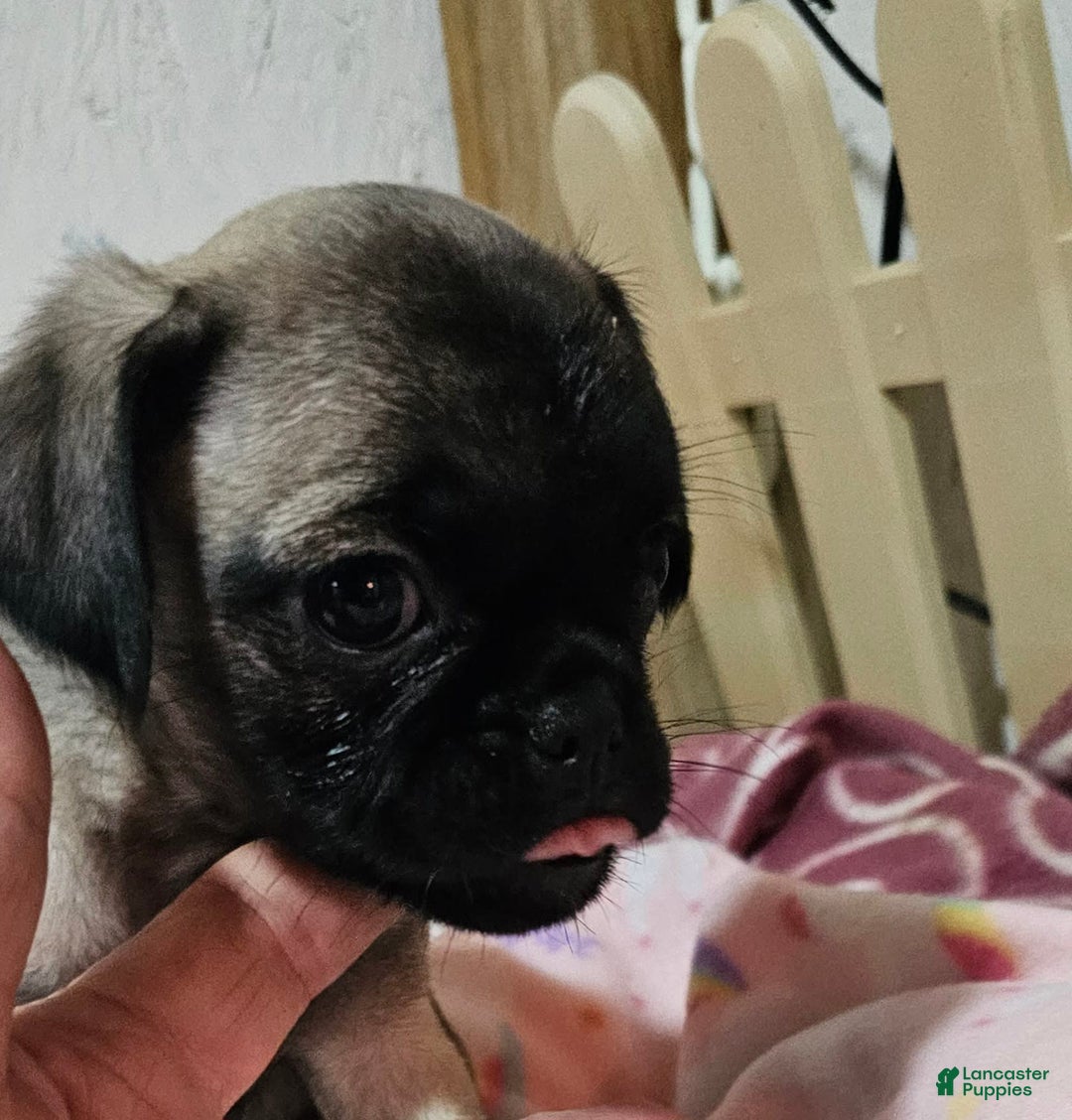 Pug dogs for sale: Shilo - Image 3