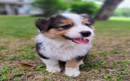 Australian Shepherd dogs for sale: Nate - Image 5