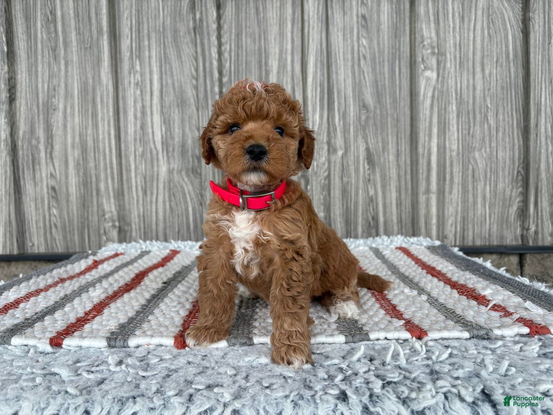 Mini Goldendoodle dogs for sale: Daisy - Image 2