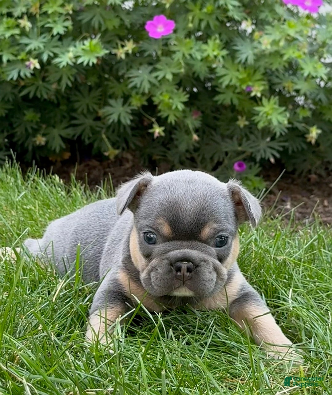 French Bulldog dogs for sale: Honey - Image 8