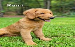 Golden Retriever dogs for sale: Remi - Image 1