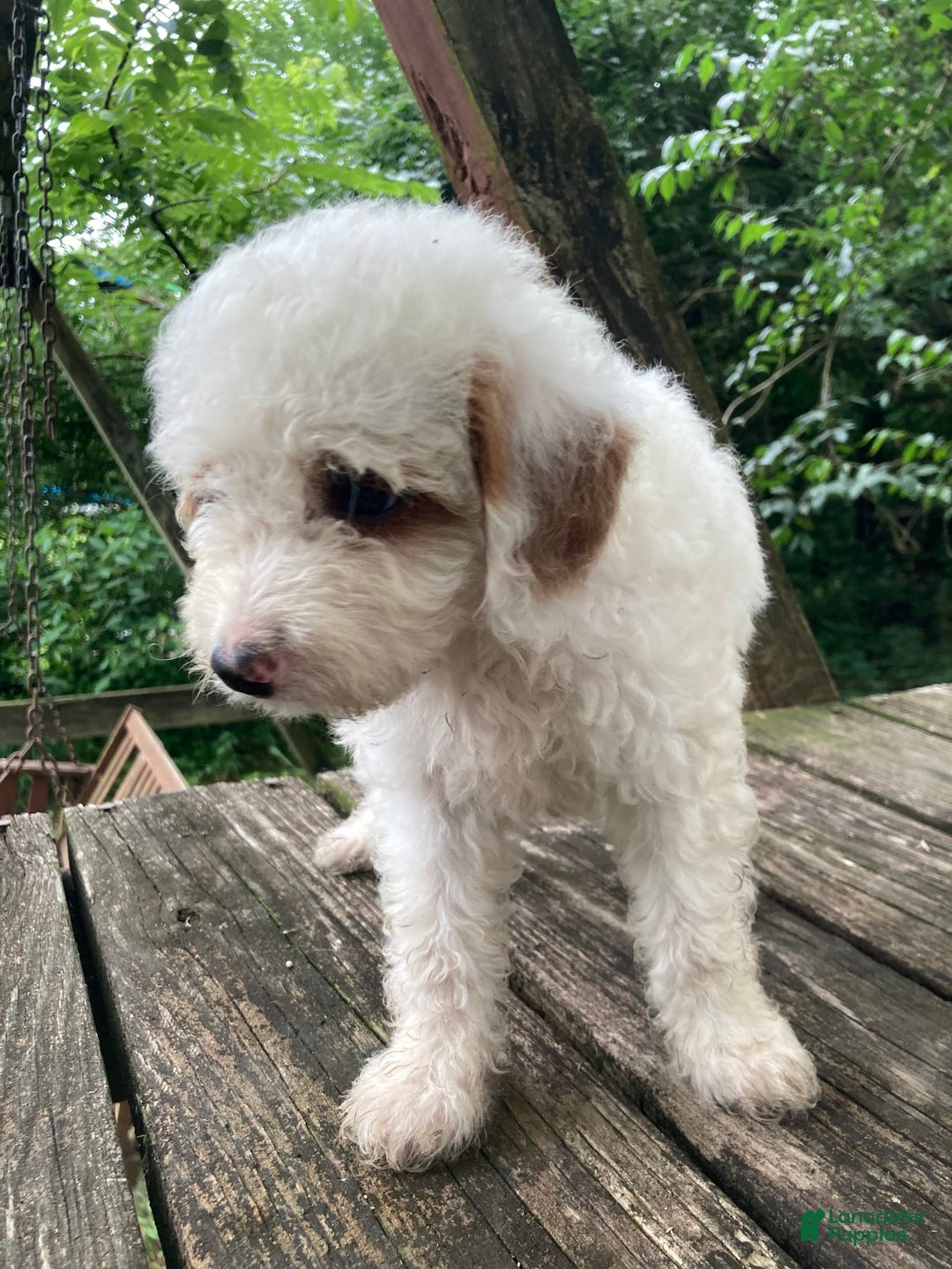 Miniature Poodle dogs for sale: Dexter - Image 11