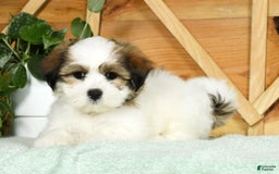 Teddy Bear dogs for sale: Wednesday - Image 4