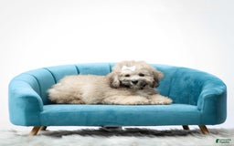 Miniature Poodle dogs for sale: Roscoe - Image 4