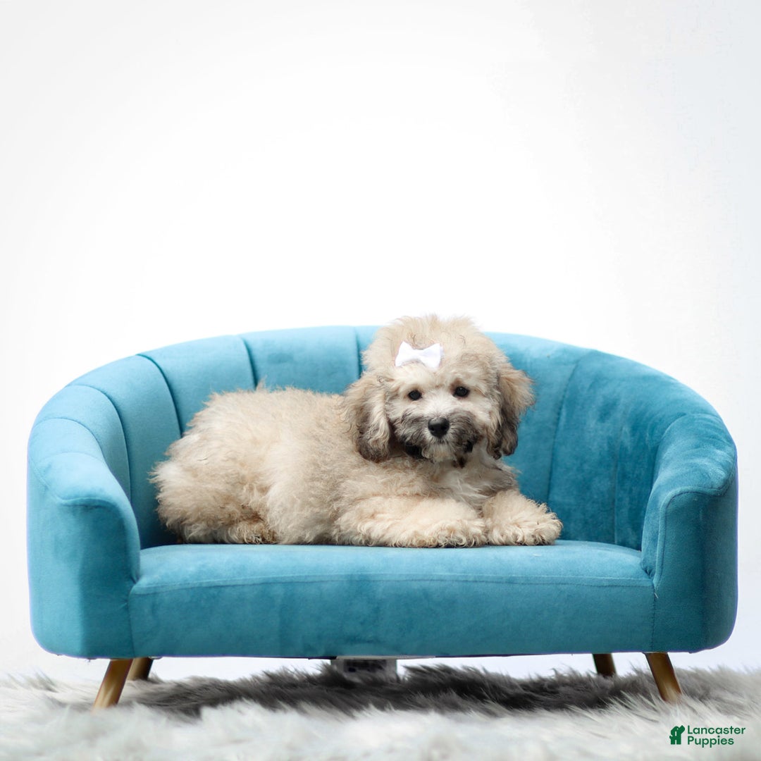 Miniature Poodle dogs for sale: Roscoe - Image 4