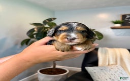 Mini Goldendoodle dogs for sale: Victor - Health Tested - Image 3