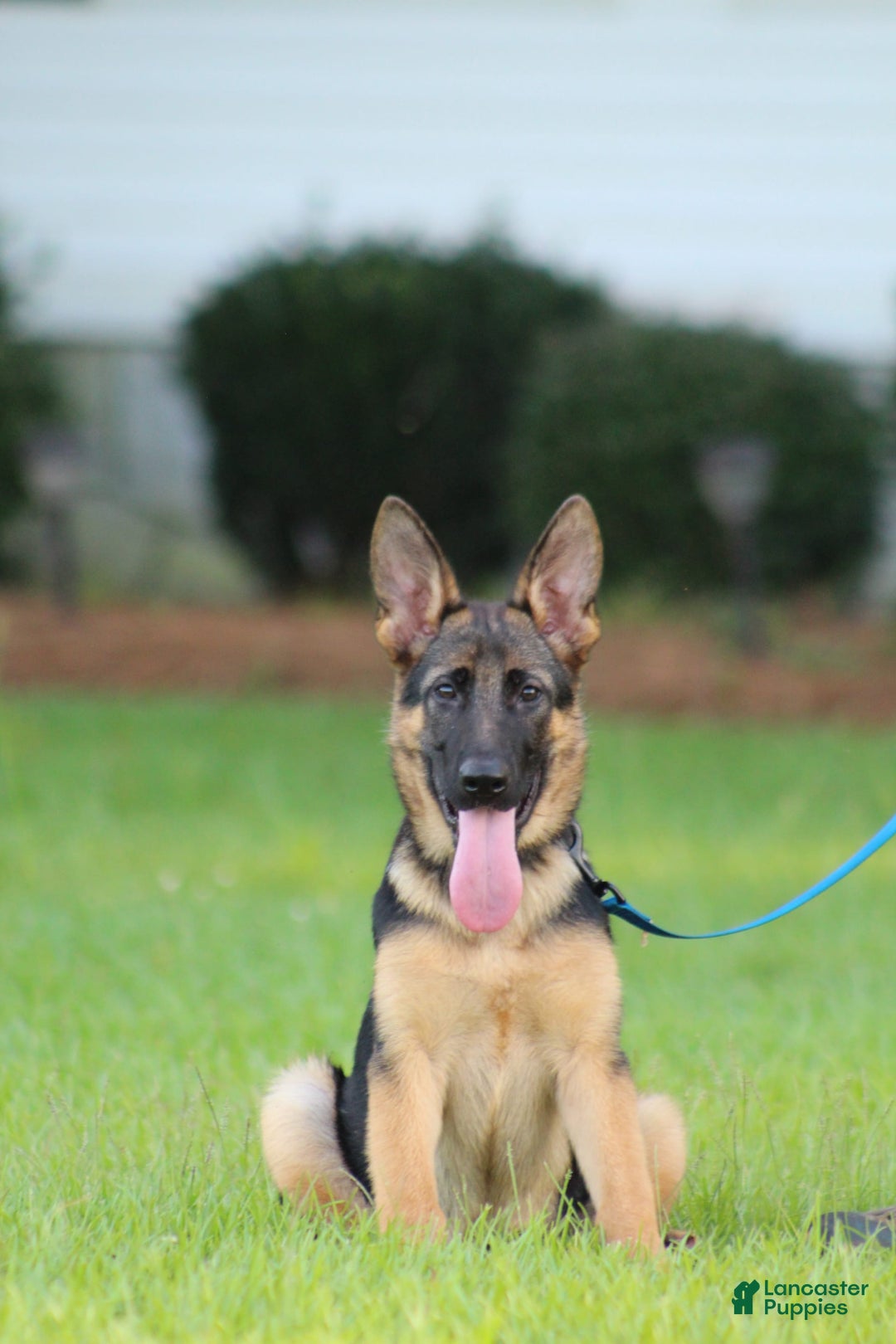 German Shepherd dogs for sale: Hazel - Image 5