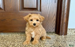 Maltipoo dogs for sale: Frankie - Image 9
