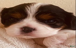 Cavalier King Charles Spaniel dogs for sale: Tri - Image 2