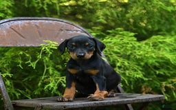 Doberman Pinscher dogs for sale: Precious - Image 14