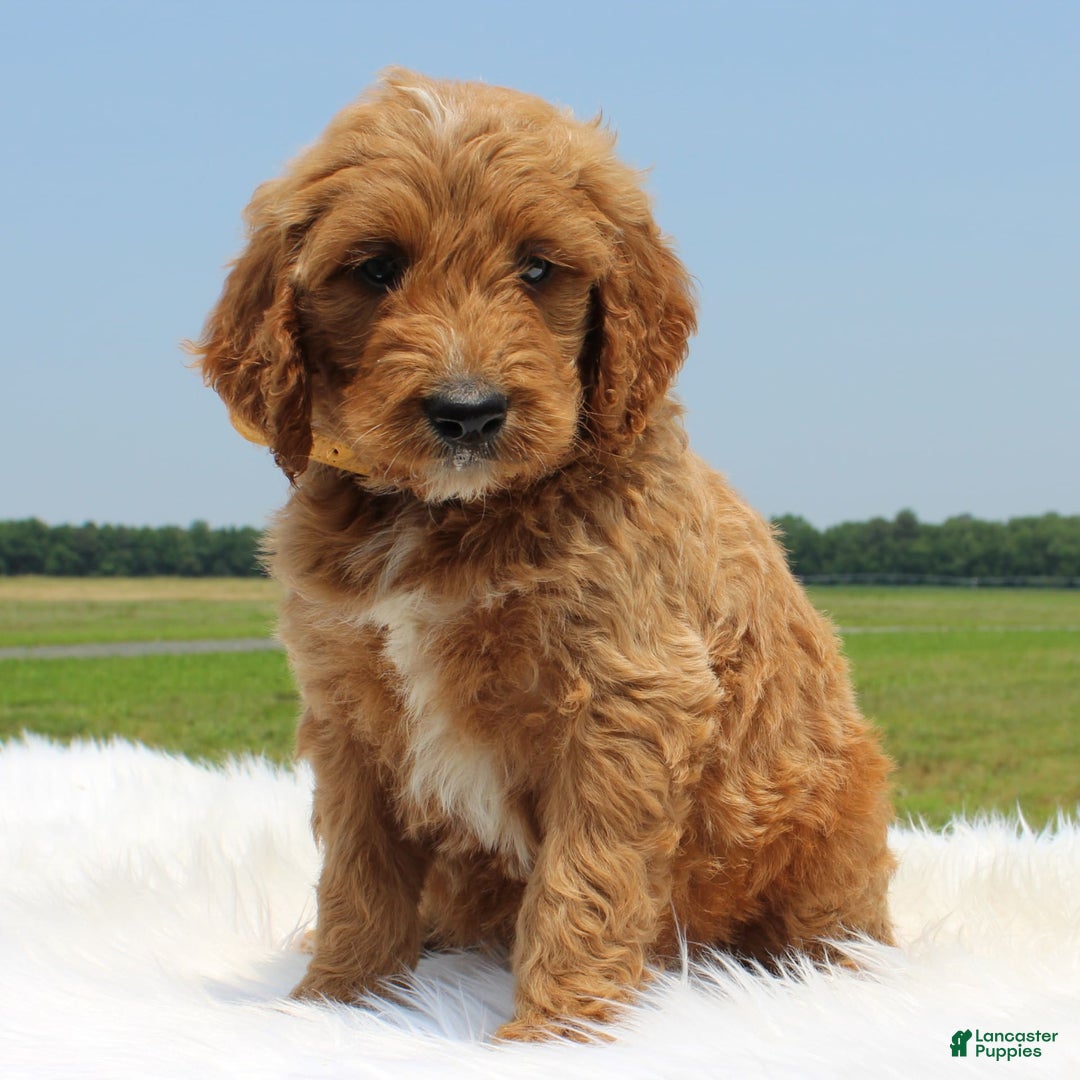 Irish Doodle dogs for sale: Vance - Image 5