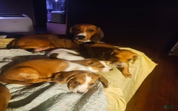 Beagle dogs for sale: Reese - Image 3