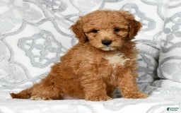 Mini Goldendoodle dogs for sale: Dallas - Image 1