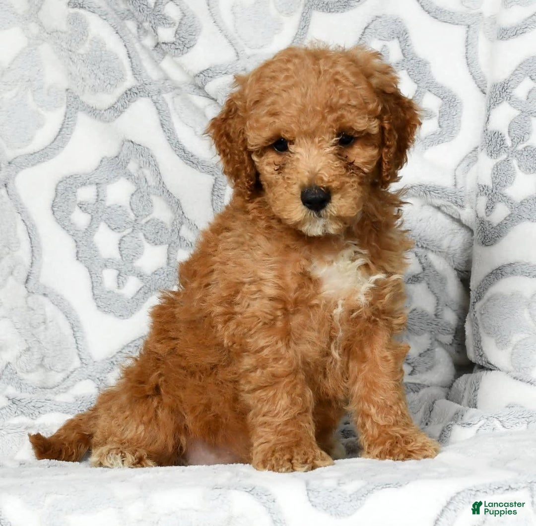 Mini Goldendoodle dogs for sale: Dallas - Image 1