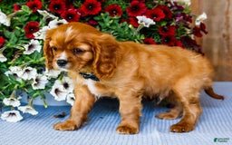 Cavalier King Charles Spaniel dogs for sale: Oliver - Image 2