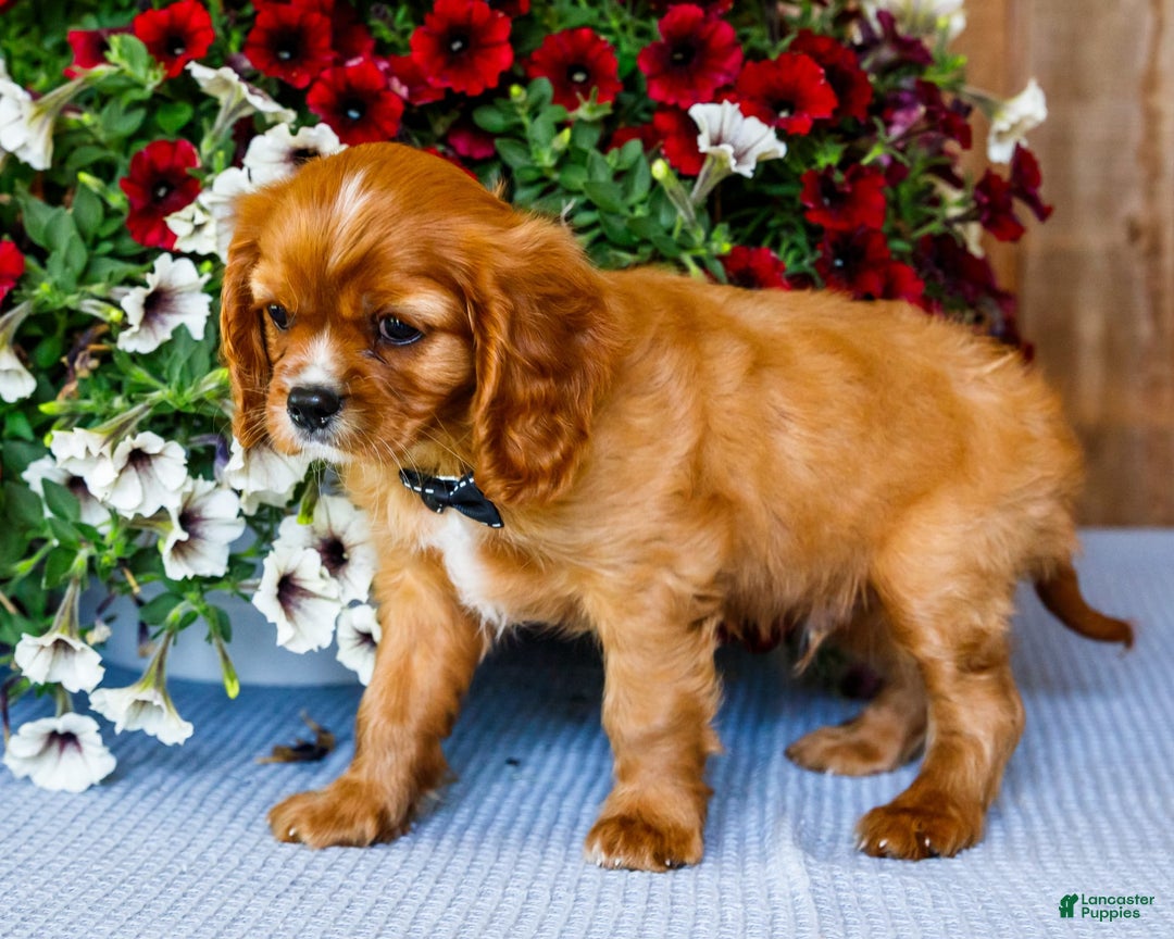 Cavalier King Charles Spaniel dogs for sale: Oliver - Image 2