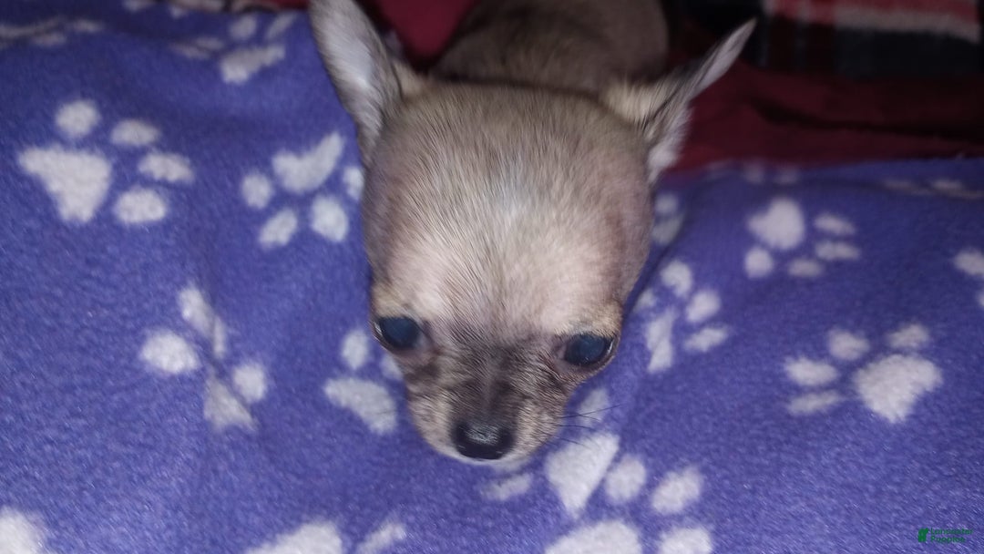 Chihuahua dogs for sale: Sophie - Image 3
