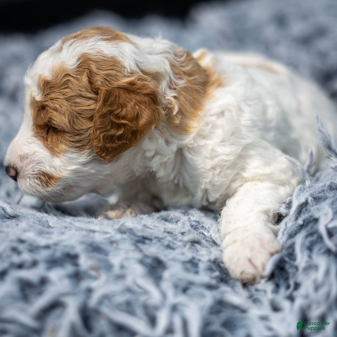 Standard Poodle dogs for sale: Rogan - Image 1