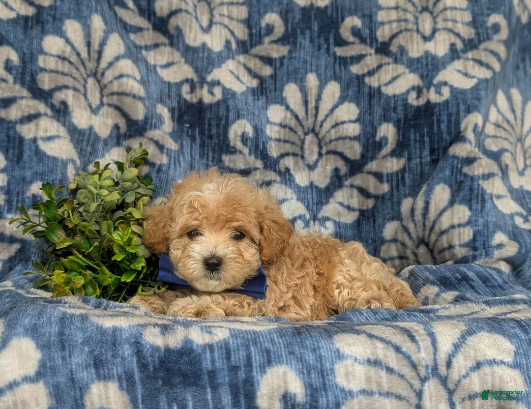 Maltipoo dogs for sale: Vaughn - Image 7