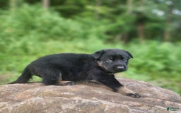 German Shepherd dogs for sale: Kat - Image 3