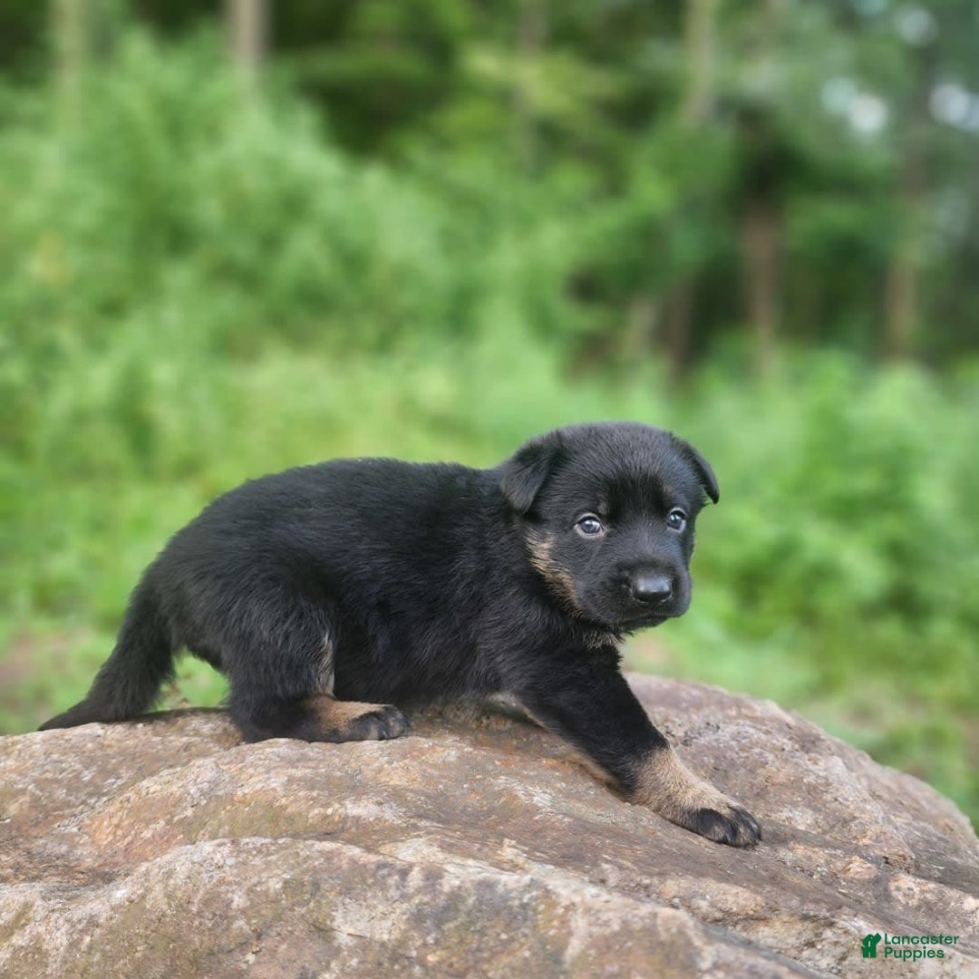 German Shepherd dogs for sale: Kat - Image 3