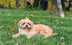 Lhasa Apso dogs for sale: Corey - Image 1