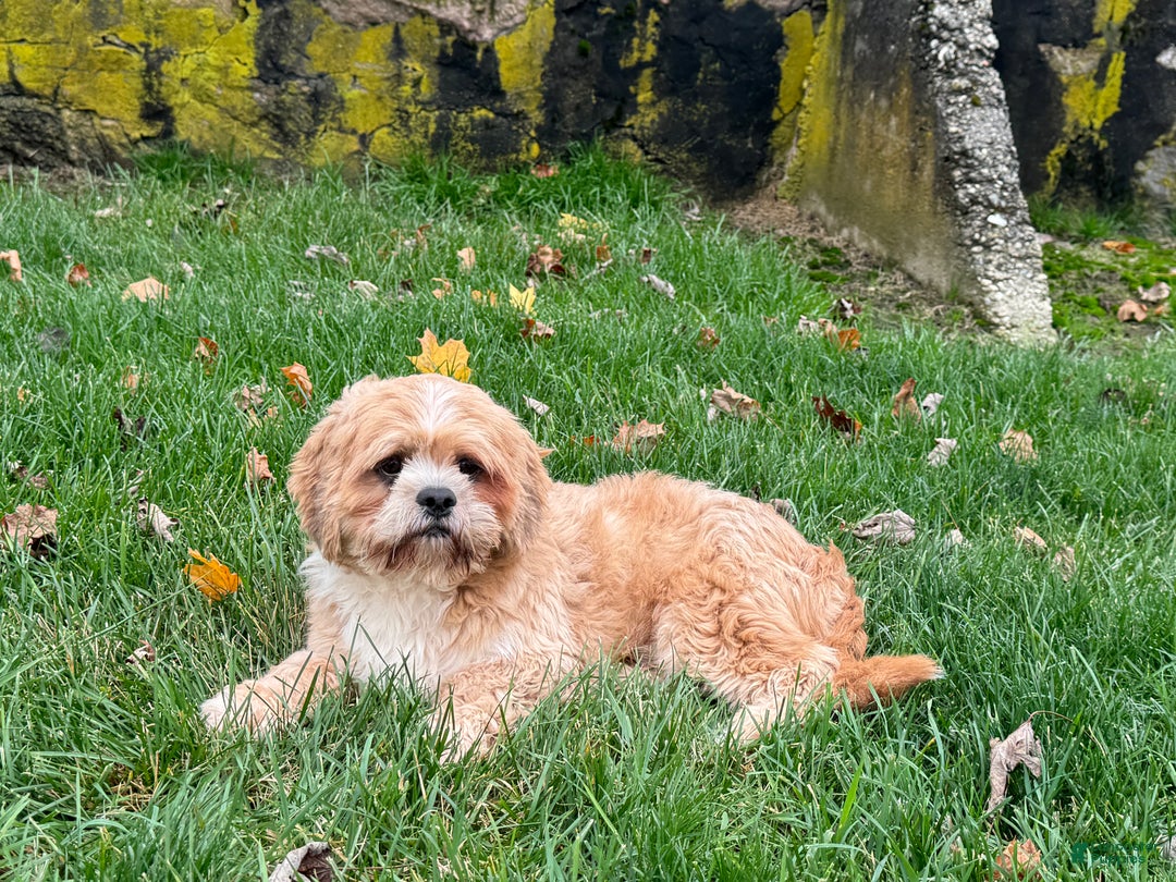 Lhasa Apso dogs for sale: Corey - Image 1