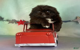 Pekingese dogs for sale: Akc Chocolate Truffle Dna Ofa - Image 3
