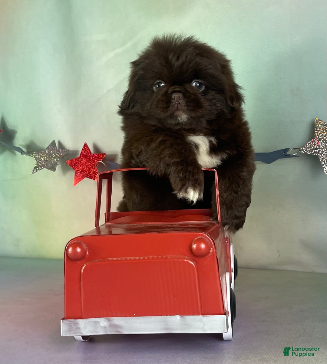 Pekingese dogs for sale: Akc Chocolate Truffle Dna Ofa - Image 3