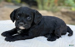 Cavapoo dogs for sale: Lucy - Image 7