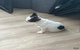 French Bulldog dogs for sale: French Bulldog 4 puppies - Image 6
