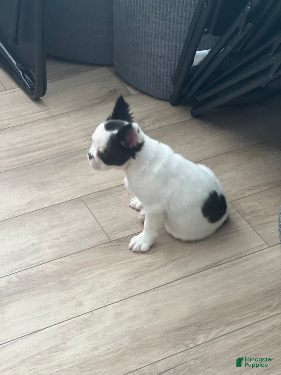 French Bulldog dogs for sale: French Bulldog 4 puppies - Image 6