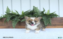 Welsh Corgi Pembroke dogs for sale: Murphy - Image 1