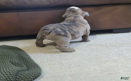 English Bulldog dogs for sale: Lola - Image 2