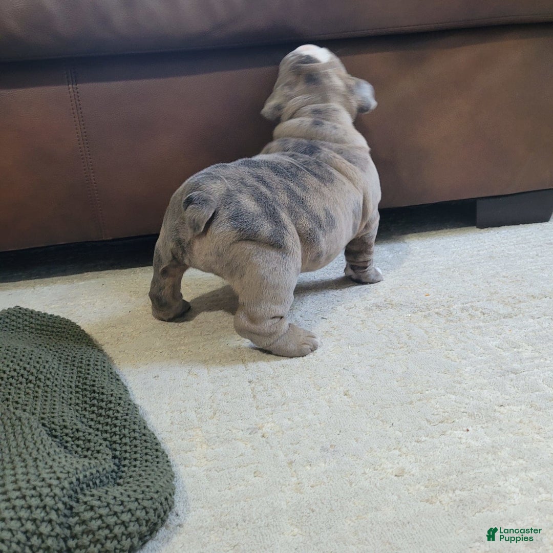 English Bulldog dogs for sale: Lola - Image 2