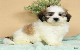 Teddy Bear dogs for sale: Sammy - Image 6