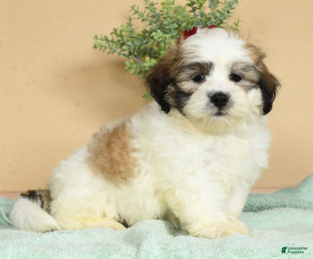 Teddy Bear dogs for sale: Sammy - Image 6