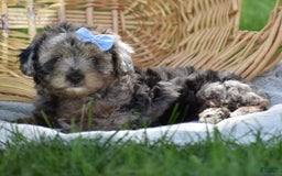 Yorkiepoo dogs for sale: Pluto - Image 11