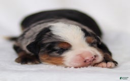 Mini Bernedoodle dogs for sale: Maverick - Image 5