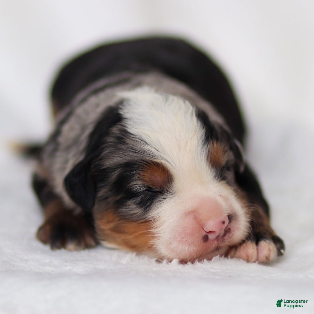 Mini Bernedoodle dogs for sale: Maverick - Image 5