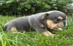 French Bulldog dogs for sale: Hilda - Image 3