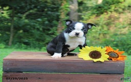 Boston Terrier dogs for sale: Jackson - Image 2
