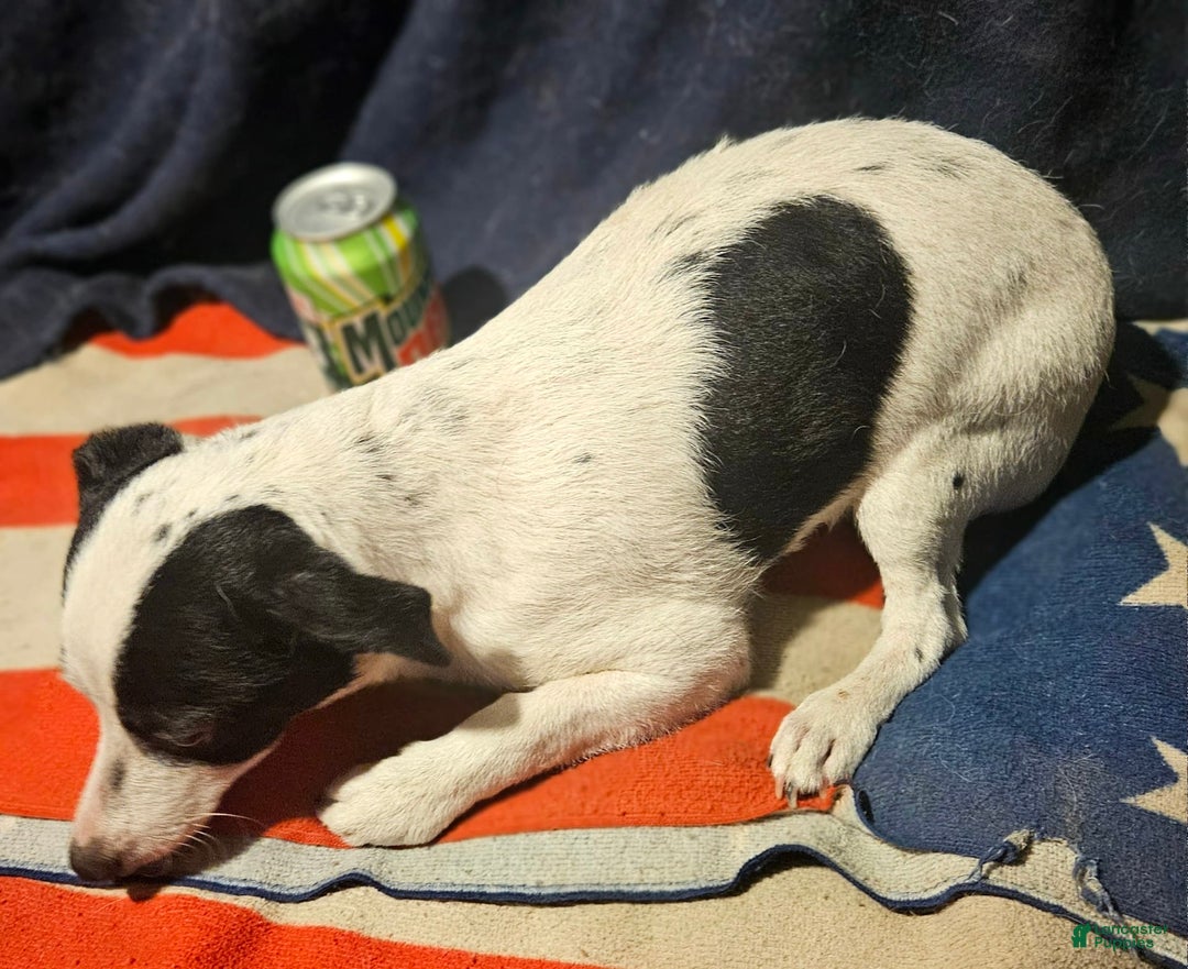 Chihuahua dogs for sale: X - Image 21