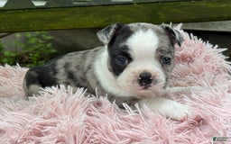 Frenchton dogs for sale: Jaida - Image 5