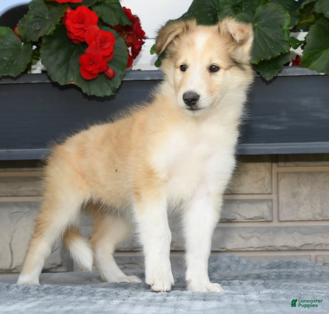 Collie dogs for sale: Penny - Image 7