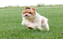 Shihpoo dogs for sale: Amy - Image 2
