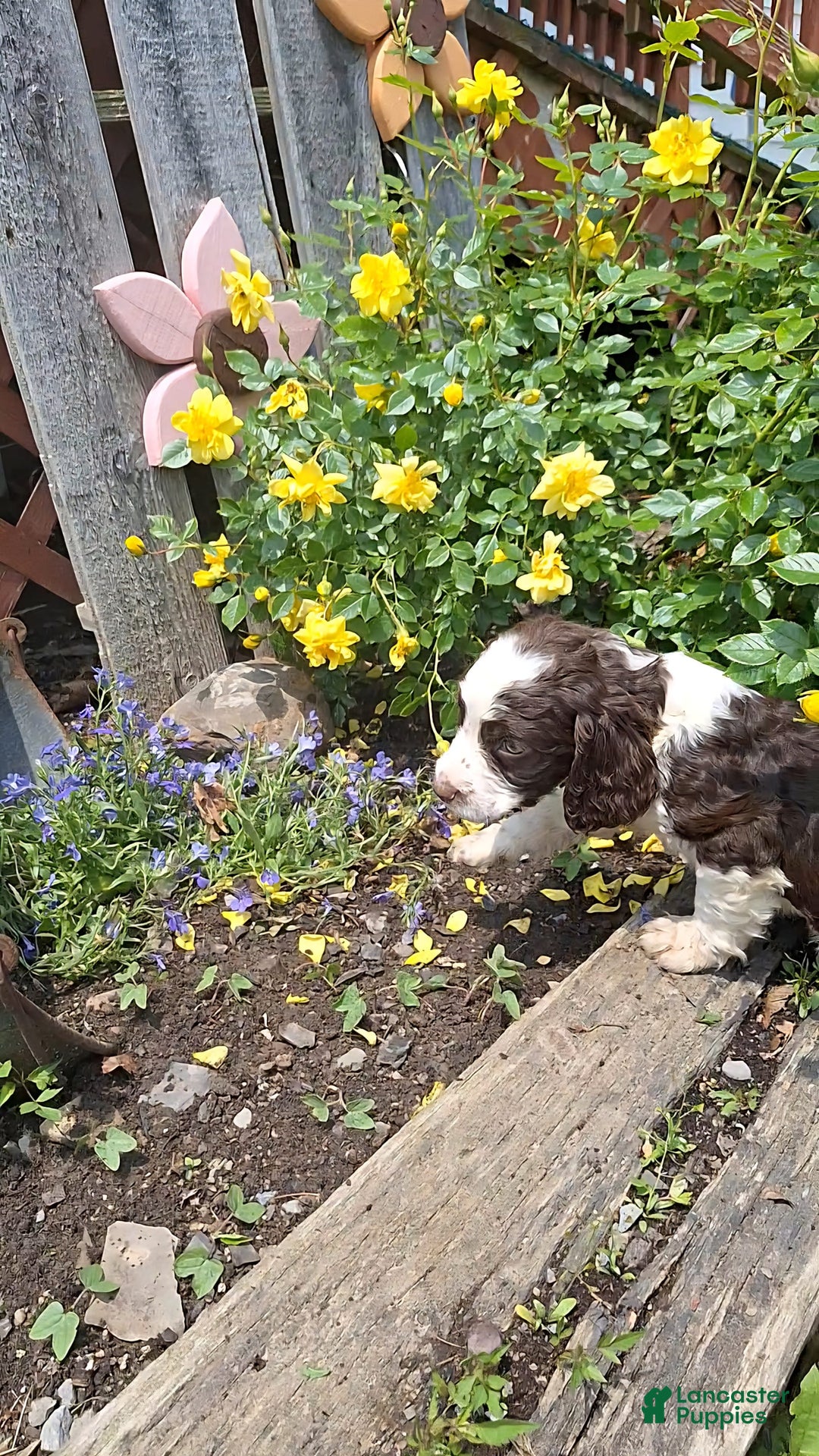 English Springer Spaniel dogs for sale: Buster - Image 9