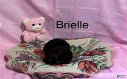 German Shepherd dogs for sale: Brielle - Image 2
