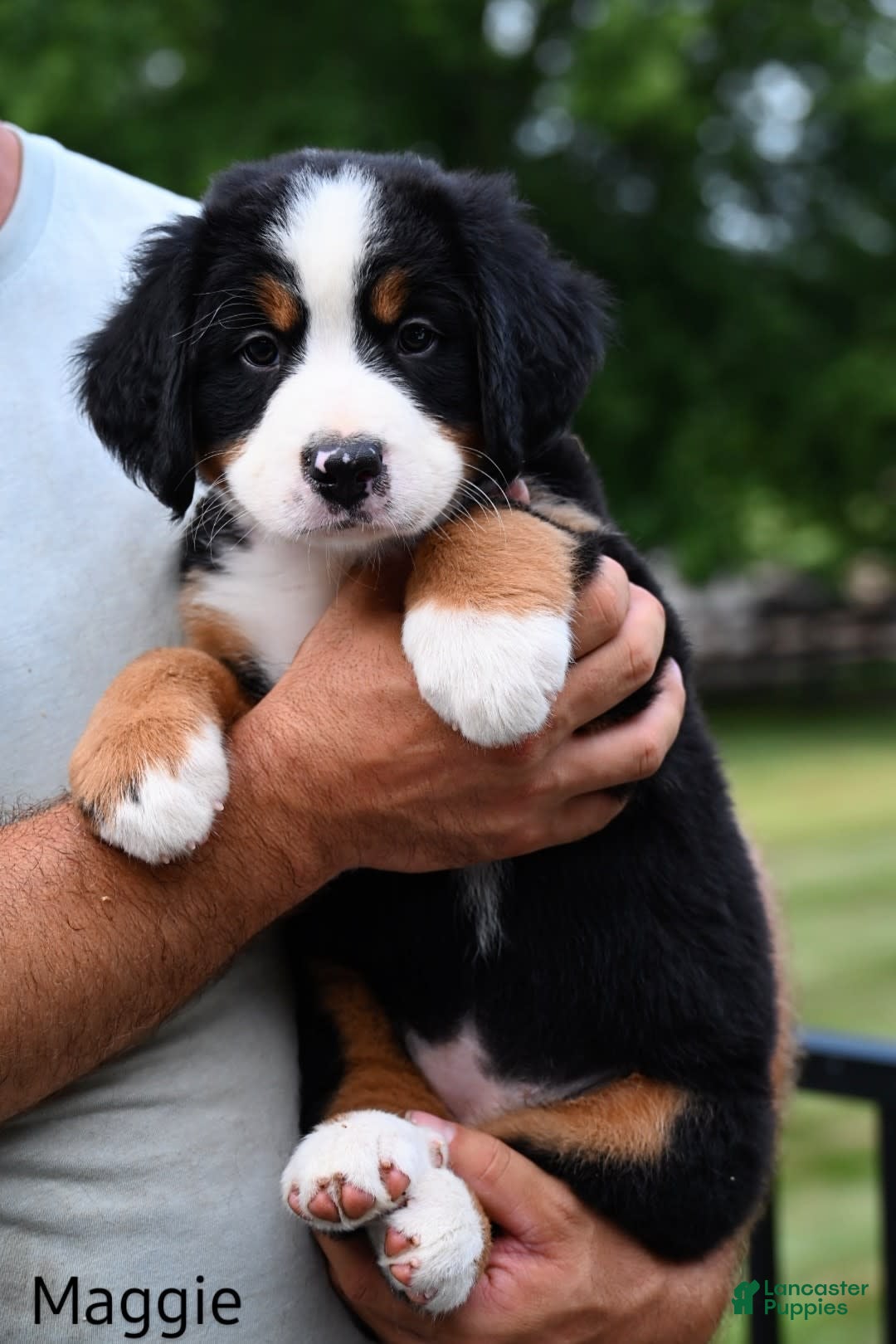 Bernese Mountain Dog dogs for sale: Maggie - Image 4